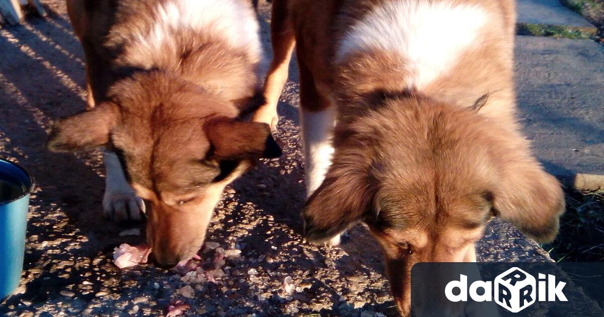 На 26 ти август се отбелязва Световнияден на кучето Този празник