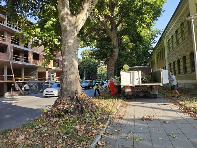 Общински екипи продължават с почистването на изрязаните сухи клони в Плевен/СНИМКИ/