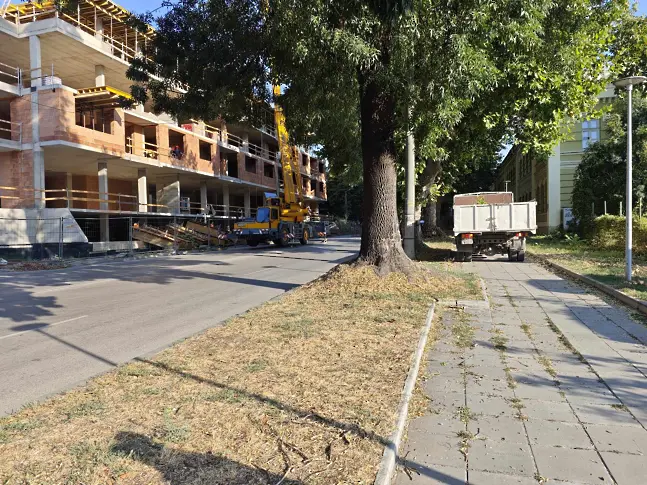 Общински екипи продължават с почистването на изрязаните сухи клони в Плевен/СНИМКИ/