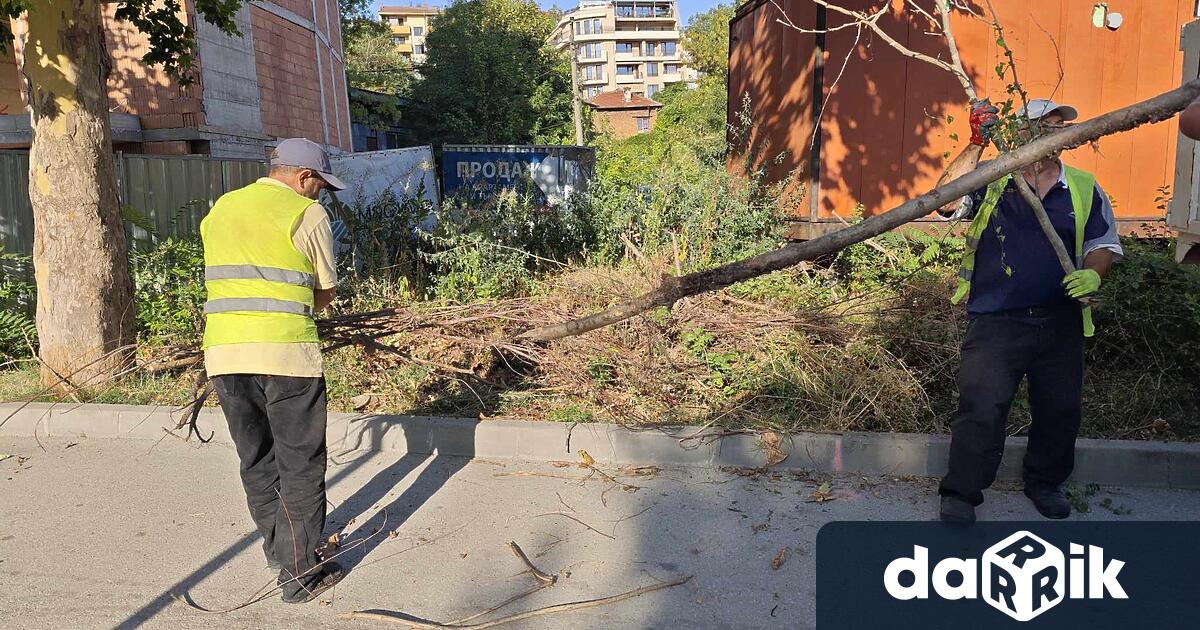 Общински екипи продължават с почистването на изрязаните сухи клони в