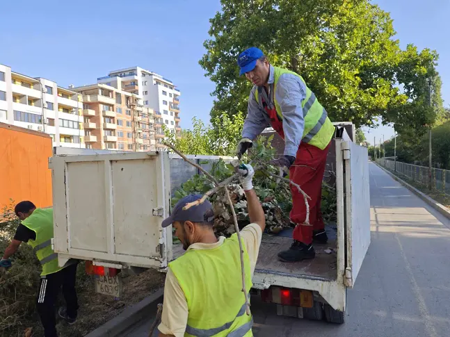 Общински екипи продължават с почистването на изрязаните сухи клони в Плевен/СНИМКИ/