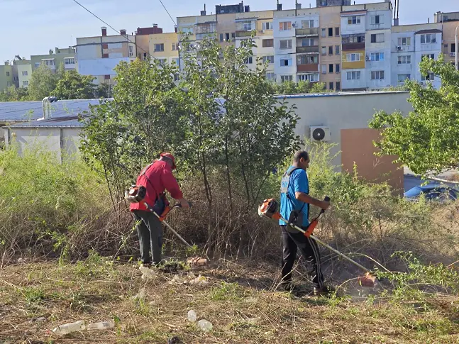 Общински екипи продължават с почистването на изрязаните сухи клони в Плевен/СНИМКИ/