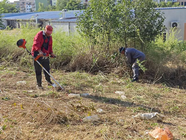 Общински екипи продължават с почистването на изрязаните сухи клони в Плевен/СНИМКИ/