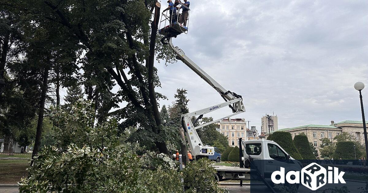 В Централната градина се изпълнява аварийна резитба на опасно за