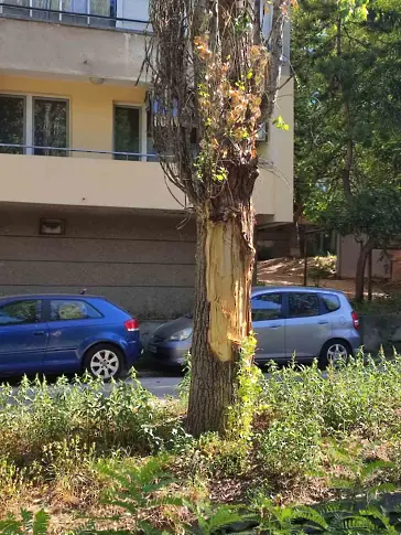 Опасни тополи ще бъдат спешно премахнати по ул. „Ген. Колев“ в Плевен