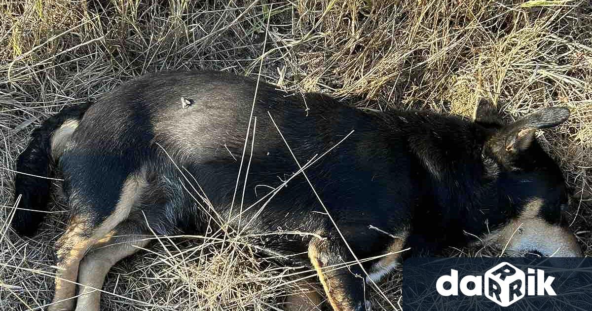 Ловджии от созополското село Зидарово излизат на протест тази събота
