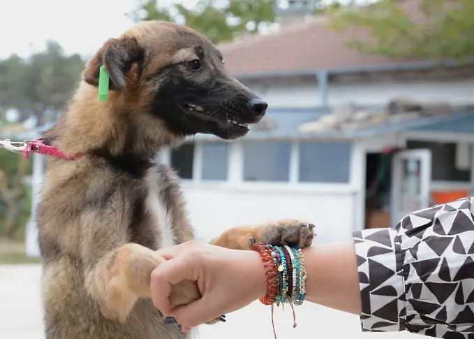 Кучкарникът в Каменар с чисто нов фургон за манипулации (СНИМКИ)
