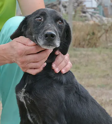 Кучкарникът в Каменар с чисто нов фургон за манипулации (СНИМКИ)