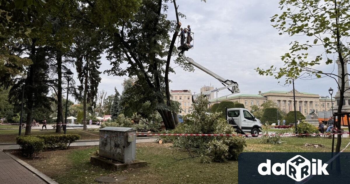 Екипите на ОП Паркстрой ще премахнат утре четири изсъхнали дървета