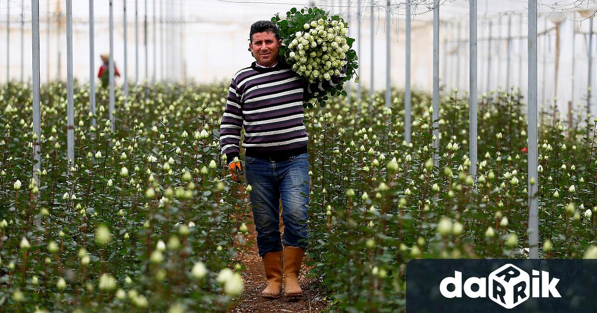 Един от символите на България е маслодайната роза Розовото масло