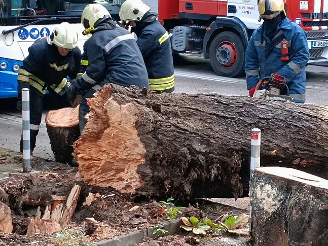 Дърво падна на варненски булевард (СНИМКИ)