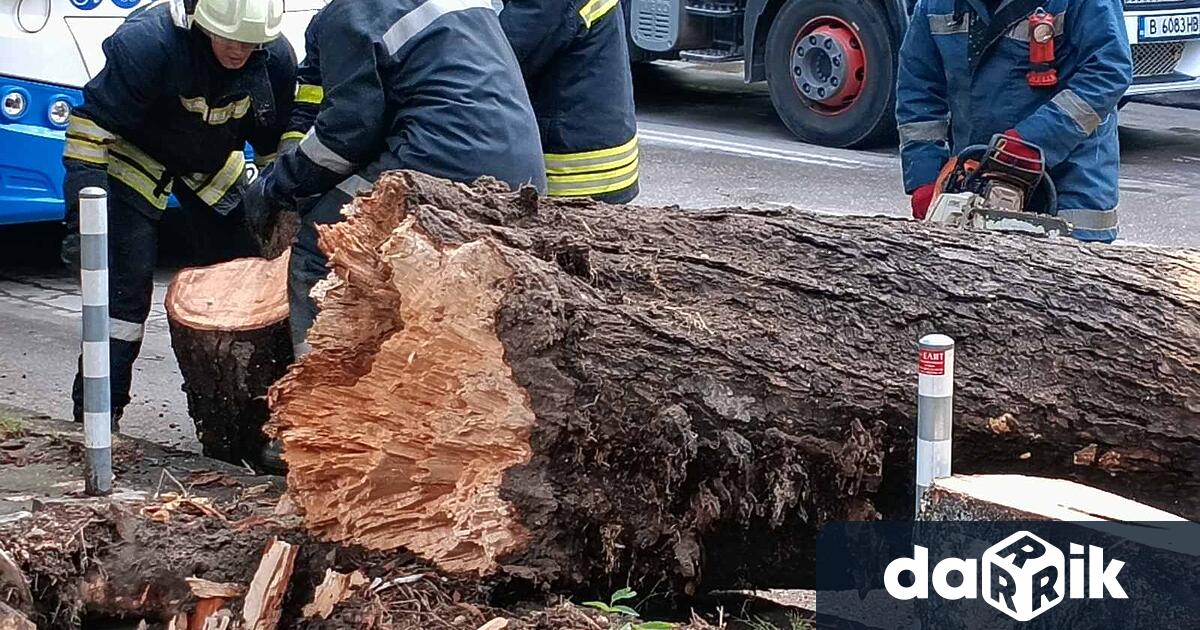 Голямо дърво падна на варненския булевард Приморски тази сутрин Инцидентът