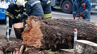 Дърво падна на варненски булевард (СНИМКИ)