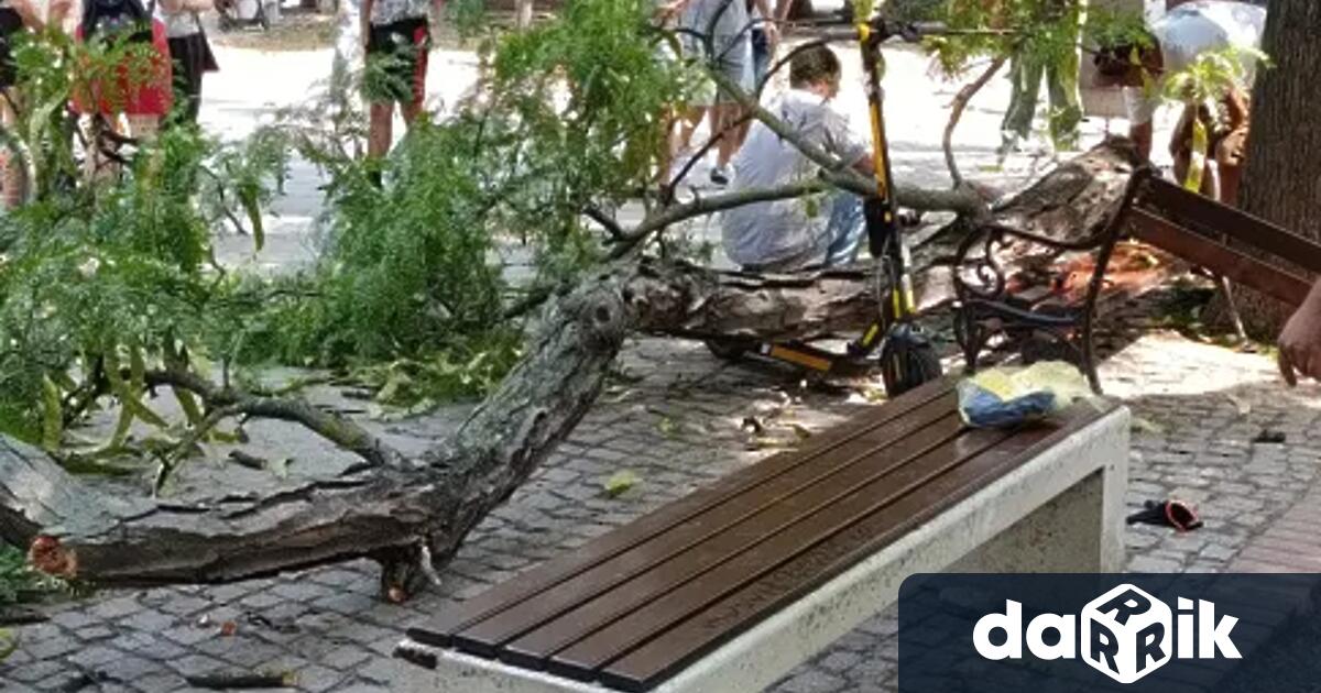 Проверки и за опасни дървета и клони около училищата и