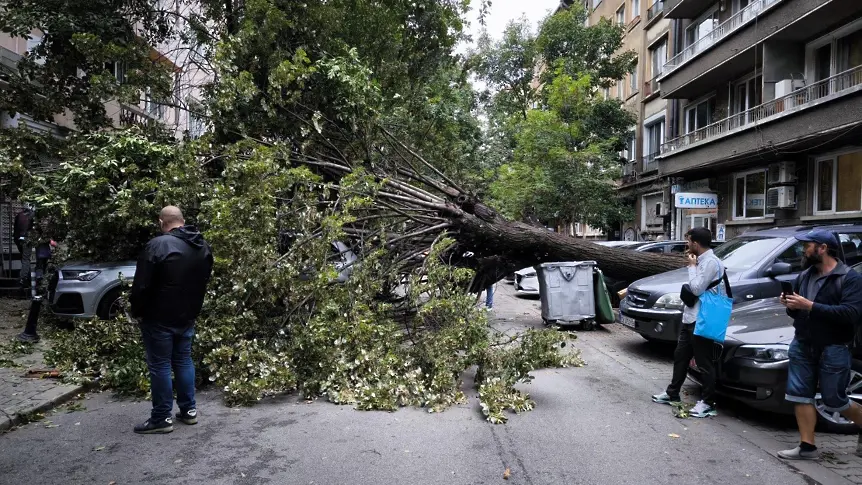 Дърво падна в центъра на София (СНИМКА)