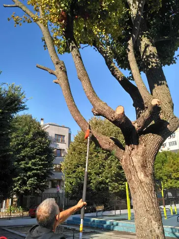 Започва аварийно премахване на сухи и опасни клони на площадки в детски градини и училища