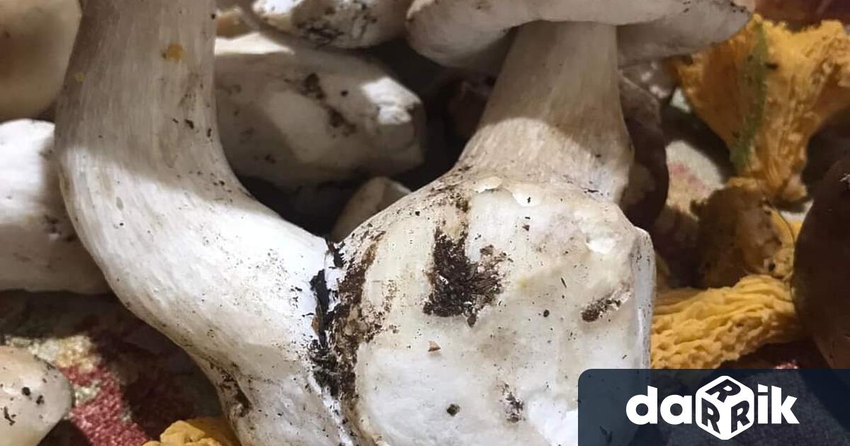 Бум на диворастящите гъби отчитат в Смолянско през последните три
