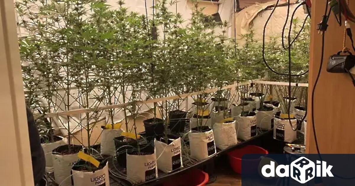 Наркооранжерия е разкрита в центъра на Варна Тя се е