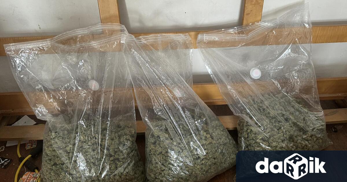 Наркооранжерия е разкрита в апартамент във Варна В жилището са