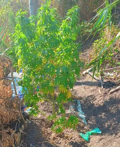  42-годишен от Равда отглежда марихуана в бургаските солници, полицията го задържа 