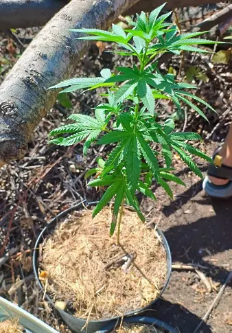  42-годишен от Равда отглежда марихуана в бургаските солници, полицията го задържа 