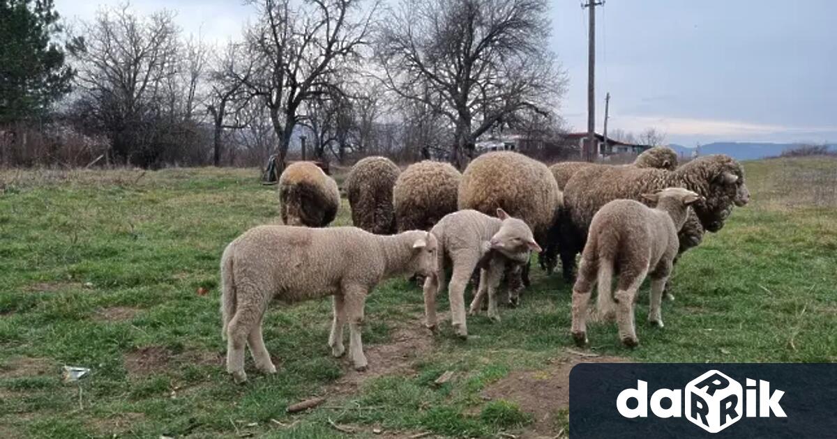 За втора ферма в хасковското село Узунджово с шарка по