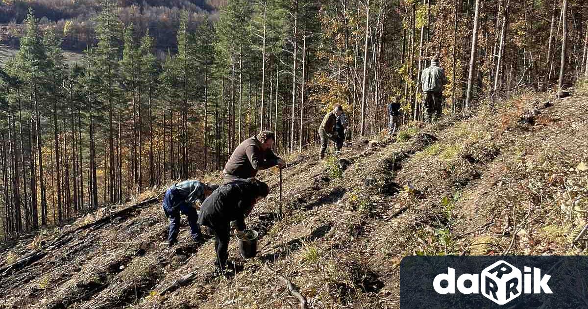 Служители на Държавно горско стопанство Чипровци извършиха залесяванена фиданки от