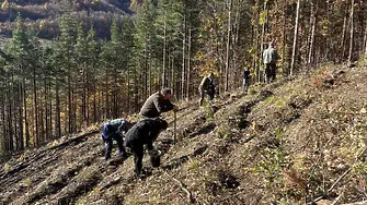 Стартира есенната кампания по залесяване на територията на СЗДП ДП