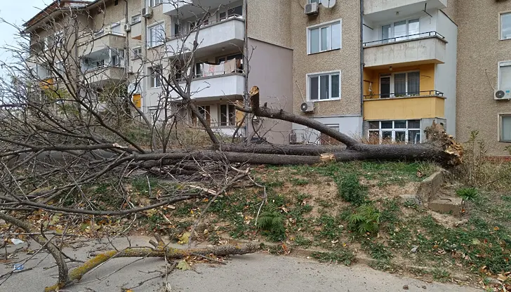 Десетки паднали дървета и клони след бурята в русенско 