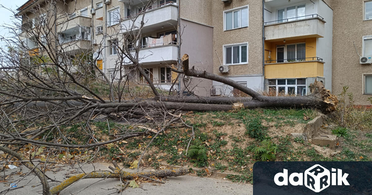 Десетки дървета и клони са паднали след бурята в русенско