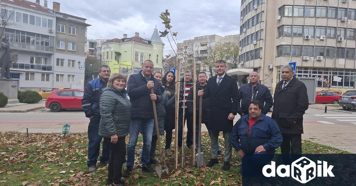 Три чинара бяха засадени в зелената площ на площад Отец