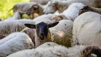 Овце във Велинград няма да се умъртвяват засега, ще се направят повторни проби за чума