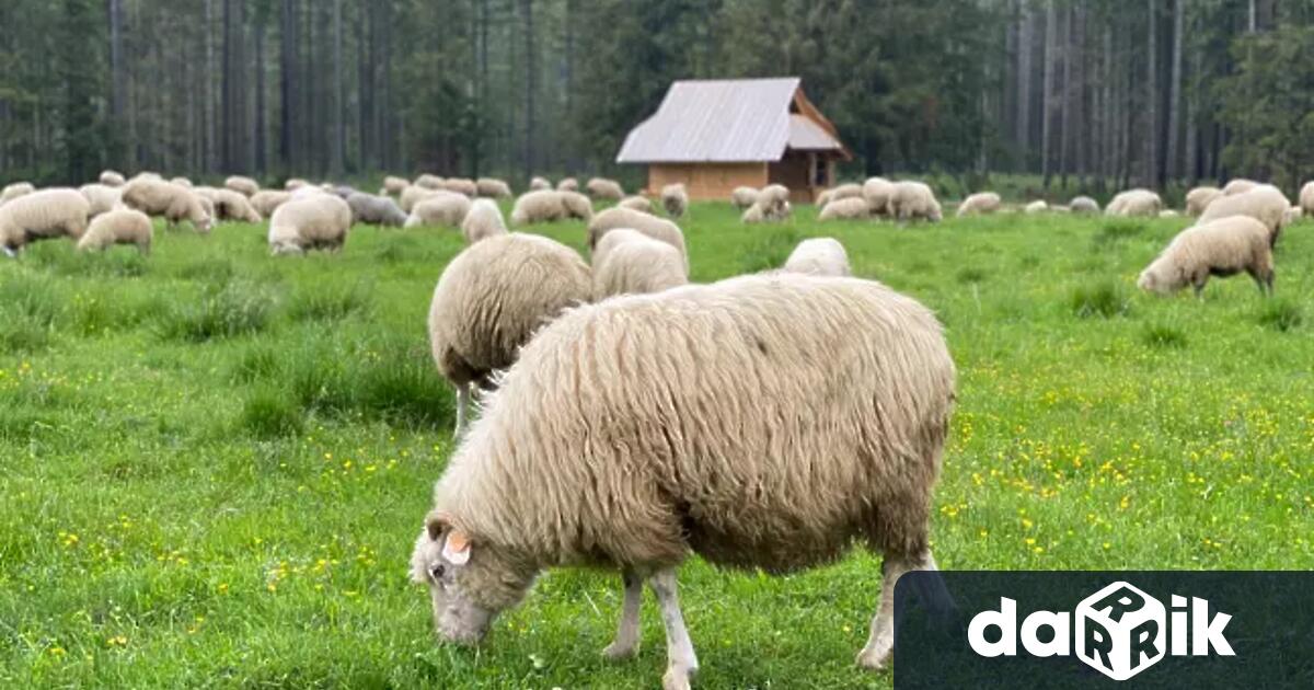 Във всички общини на Пазарджишко област са забранени търговията и