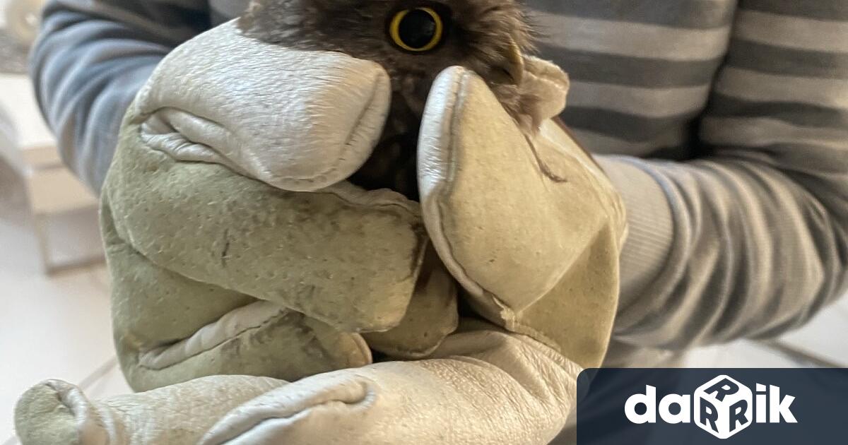 Заклещена в камина домашна кукумявка спасиха от Регионалната инспекция по