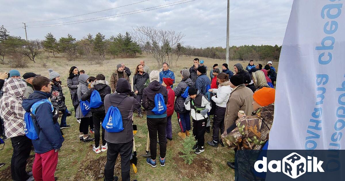 2000 фиданки от вида атласки кедър бяха засадени в близост