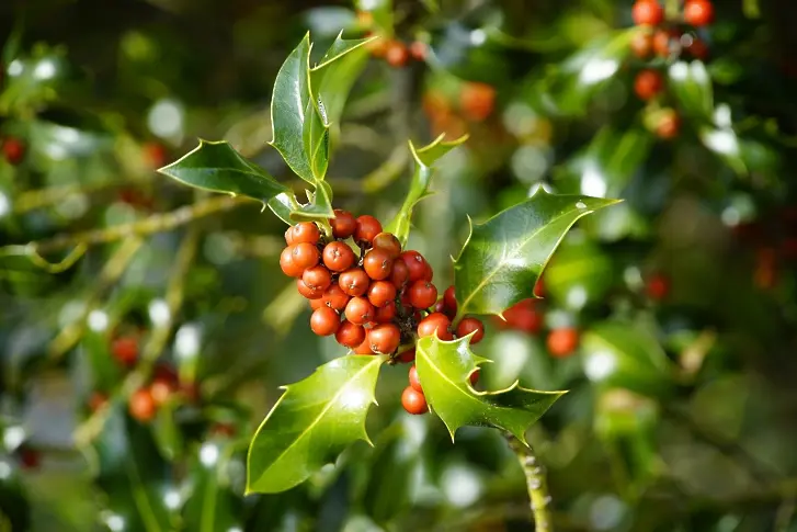  Снимка: Pixabay 