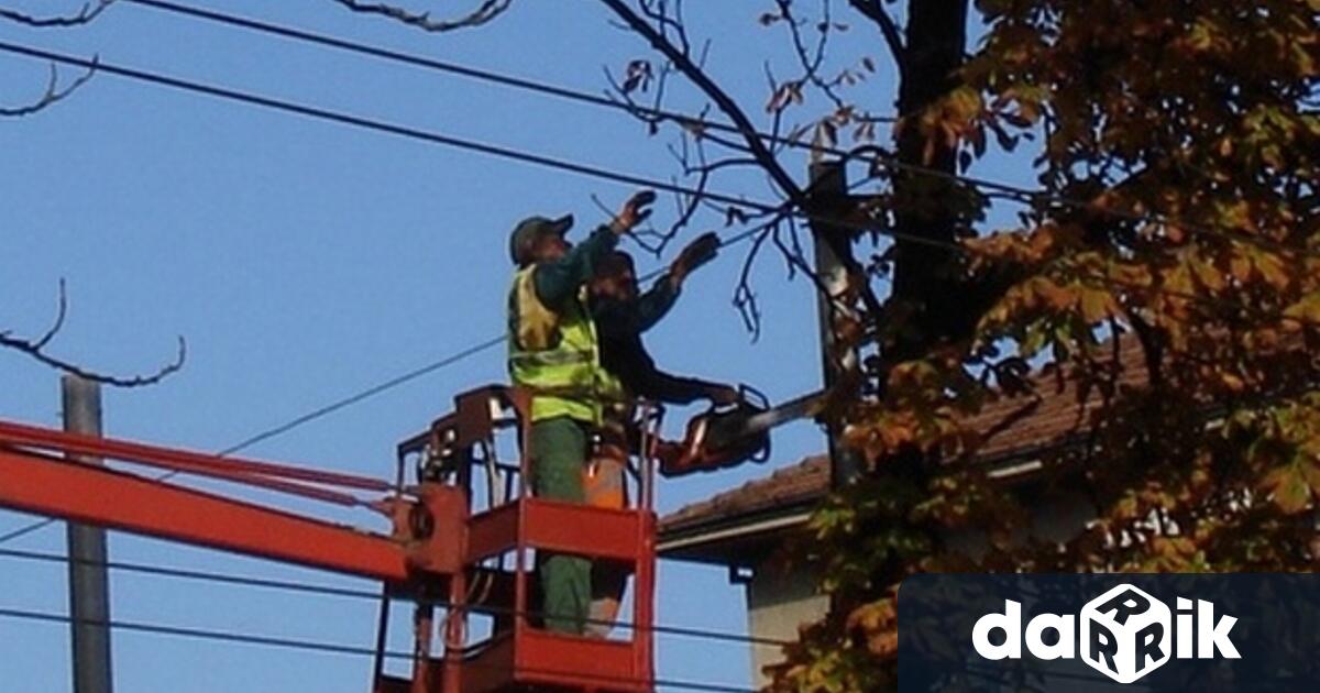 Планирано отрязване на опасни дървета ще се проведе на 17