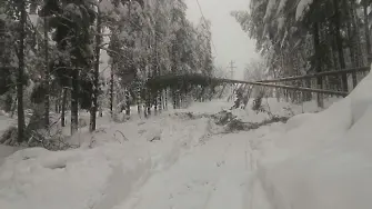 В общините Троян, Тетевен и Ловеч има проблеми с електрозахранването поради паднали дървета върху електропроводите