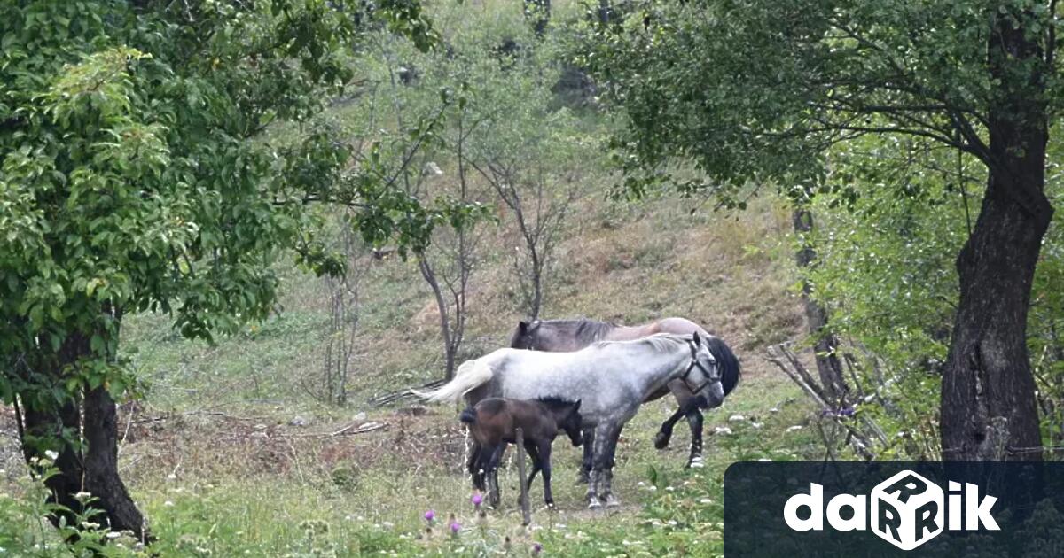 Собственикът на конете е арестуван Пред униформените той обяснил че