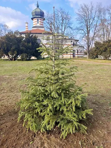  Нека засадим живите коледни дръвчета навън след празниците 