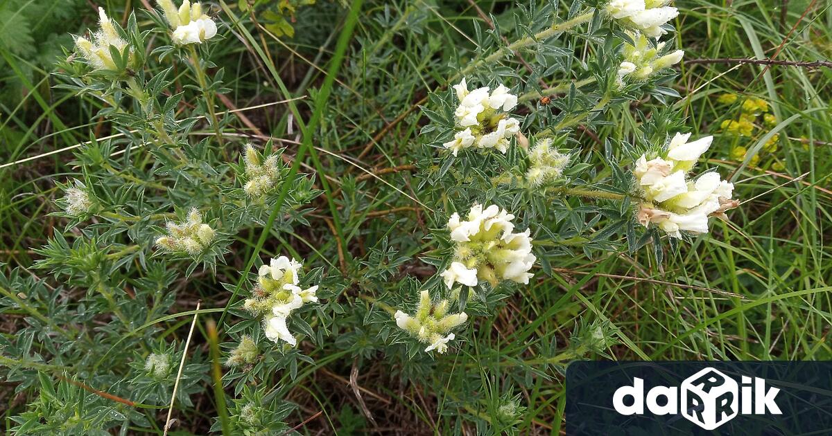 Басарбовски степи е най новата обявена защитена територия в област Русе Това