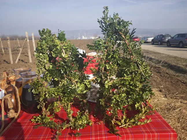 Институтът по лозарство и винарство в Плевен отпразнува с приятели Трифон Зарезан/СНИМКИ/