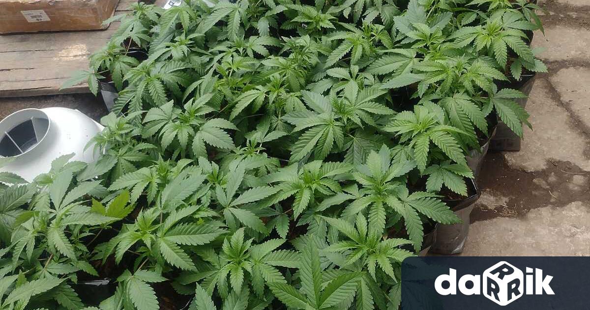 Добре оборудвана домашна наркооранжерия неутрализираха криминалисти от РУ Пазарджик и колегите