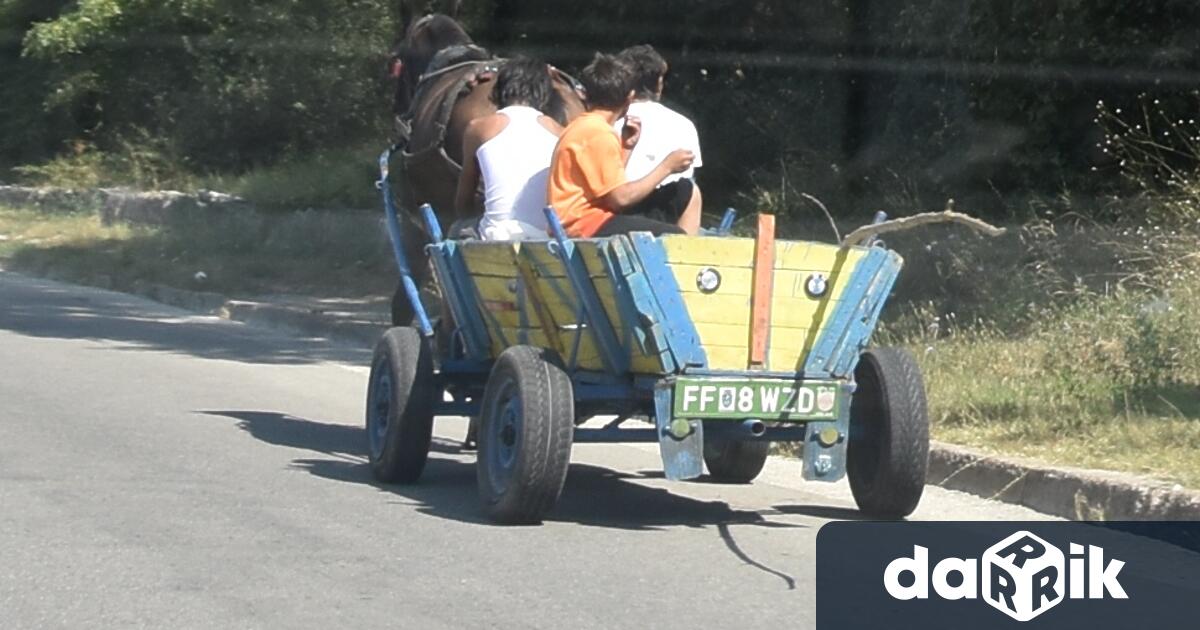 В област Плевен зачестиха случаите на регистрирани ПТП с животинска