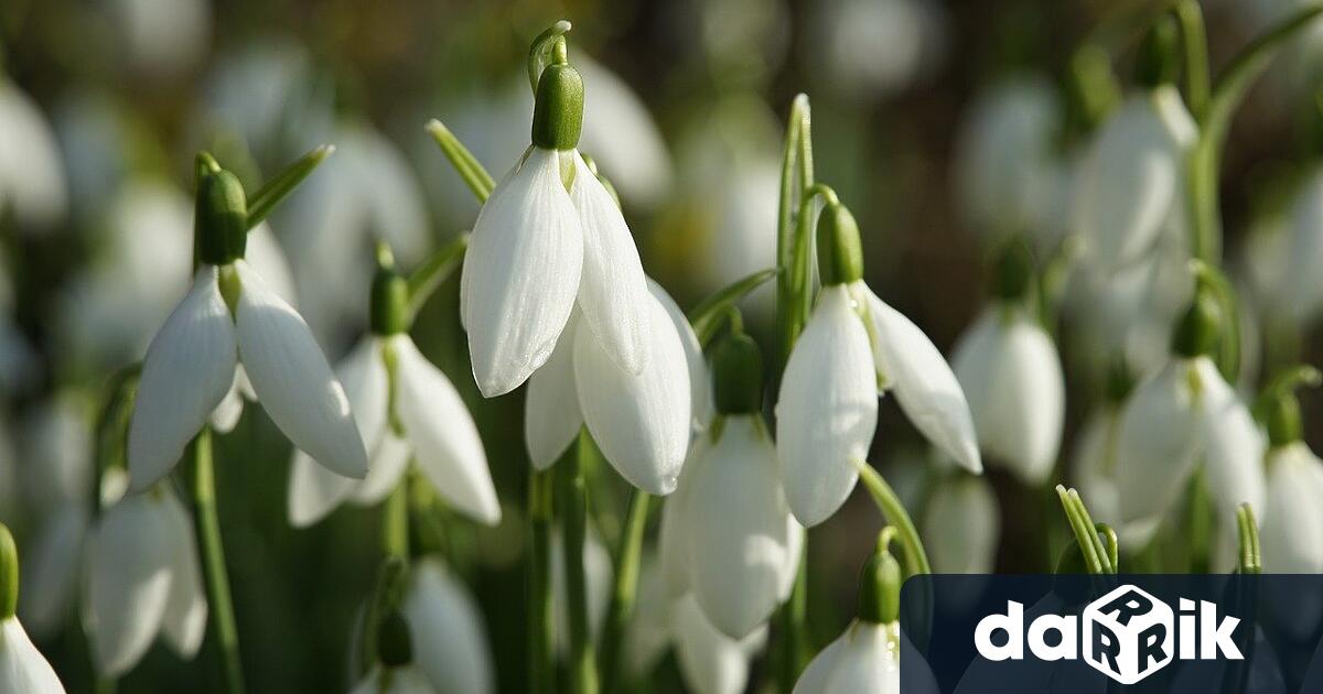 Пролетта дойде по рано и след студените дни през февруари тази