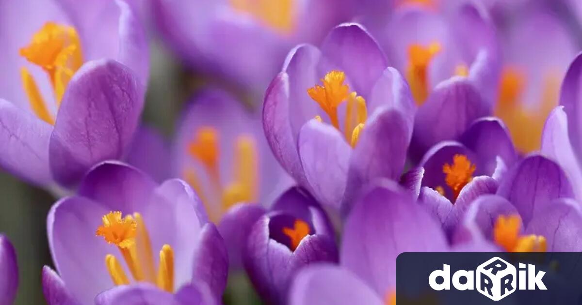 Днес ще бъде слънчево с разкъсана висока облачност главно над