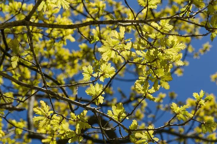  Снимка: Pixabay 