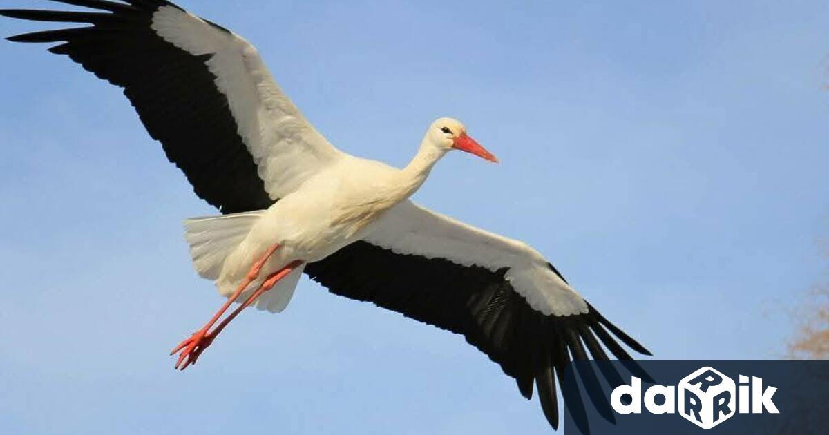 Първият щъркел пристигна тази сутрин в котленското село Пъдарево Птицата
