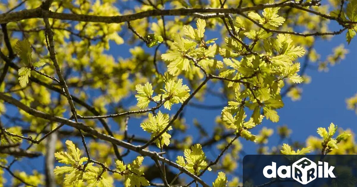 Днес в по голямата част от страната ще бъде слънчево съобщиха от