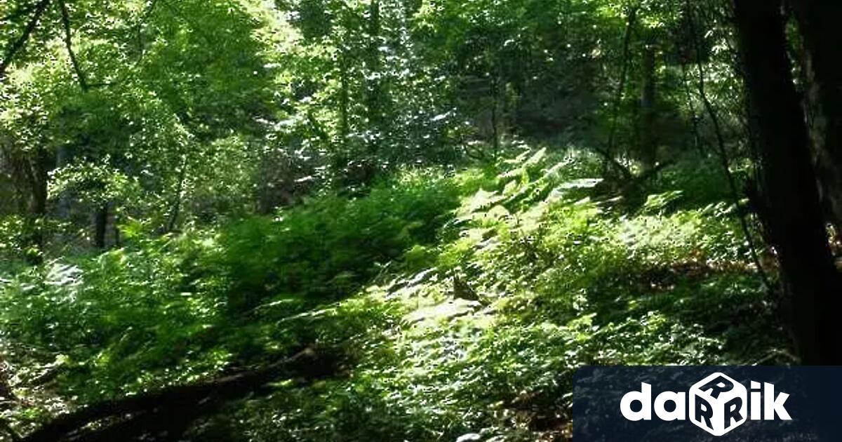 Седмицата на горатае традиционен празник набългарската гораи налесовъдитевБългария Отбелязва се